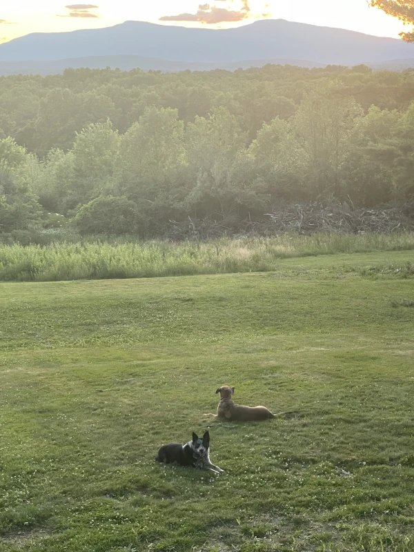 dogs